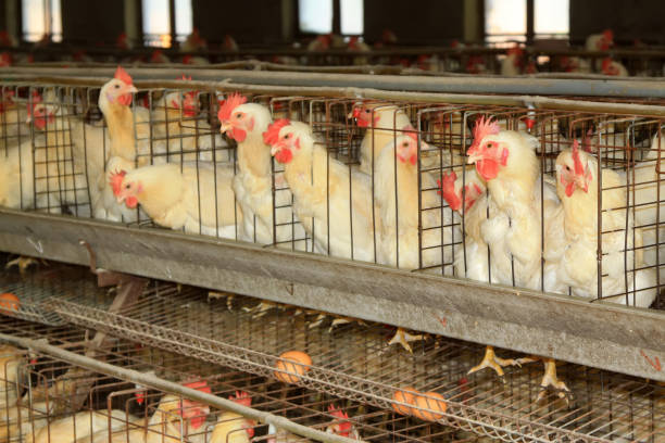 istock hens poultry farm in rural areas, china 866470998