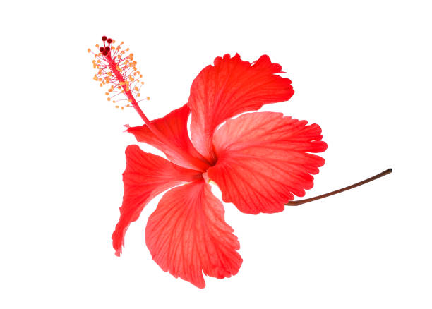 red hibiscus or chaba flower isolated on white background - 2113 imagens e fotografias de stock