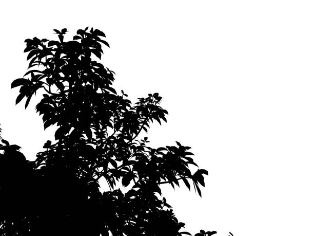 3d rendering of a silhouette tree isolated on white background