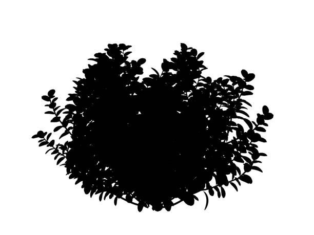 3d rendering of a silhouette tree isolated on white background