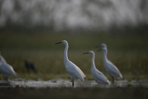 Flock of little Egrets