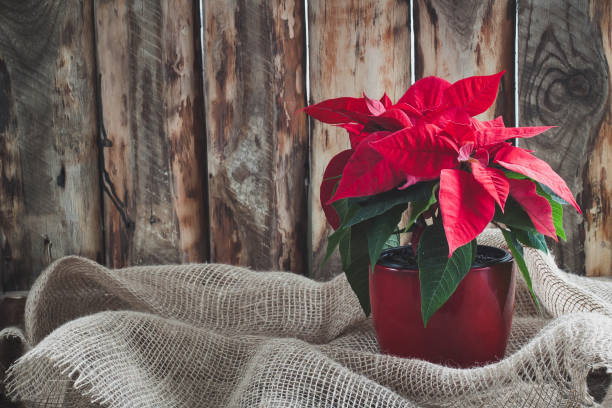 poinsettia natalizia isolata sullo sfondo vintage in legno. - photography christmas star winter foto e immagini stock