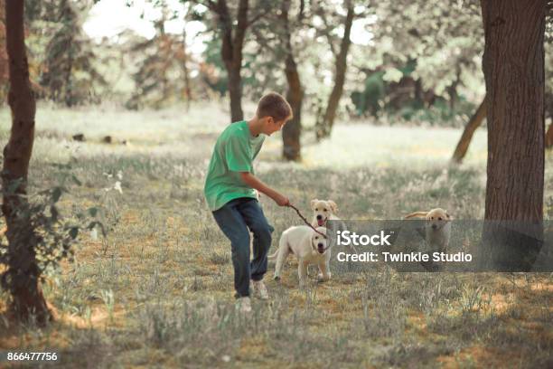 Retriever Pup Lovely Scene Handsom Teen Boy Enjoying Summer Time Vacation With Best Friend Dog Ivory White Labrador Puppyhappy Airily Careless Childhood Life In World Of Dreams Stock Photo - Download Image Now