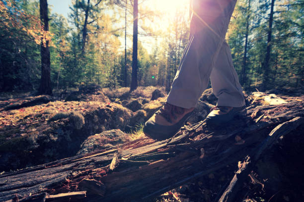 istock hiker legs walking on tree  in the sunrise autumn forest 866481722