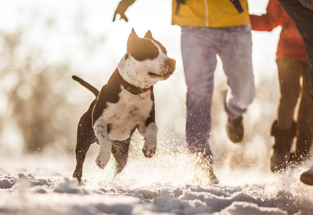 Dog running on a snow with people in background. Playful dog having fun outdoors during winter day with his unrecognizable owners. american staffordshire terrier stock pictures, royalty-free photos & images
