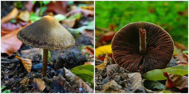 istock Lacrymaria lacrymabunda mushroom 866482316