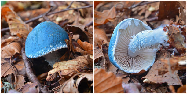 stropharia cyanea mushroom