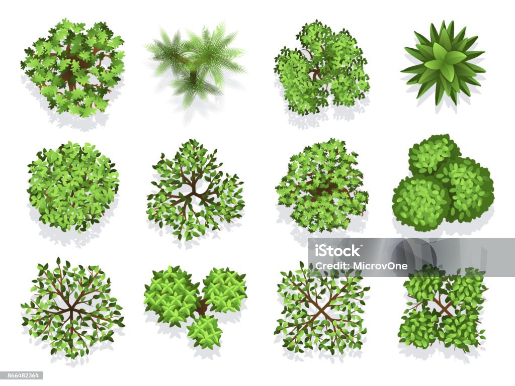 Vue de dessus collection - vert feuillage isolé sur fond blanc - clipart vectoriel de Cîme d'un arbre libre de droits