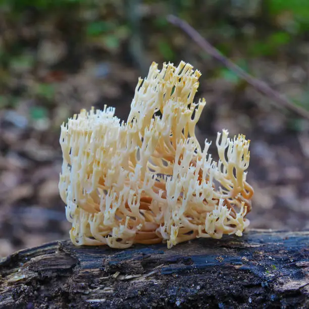 Artomyces pyxidatus coral fungus in the woods"n