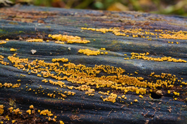bisporella citrina fungus, known as the lemon disco and yellow fairy cup\