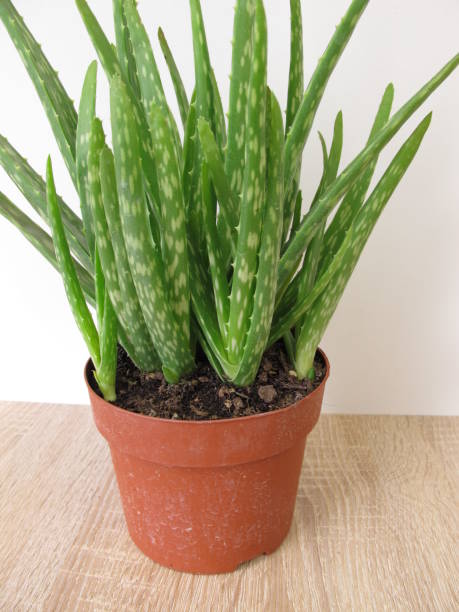 istock Aloe vera in flower pot 866482584