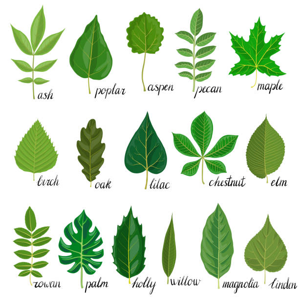 vector set of tree leaves vector green leaves of different trees isolated at white background, hand drawn illustration pecan icon stock illustrations