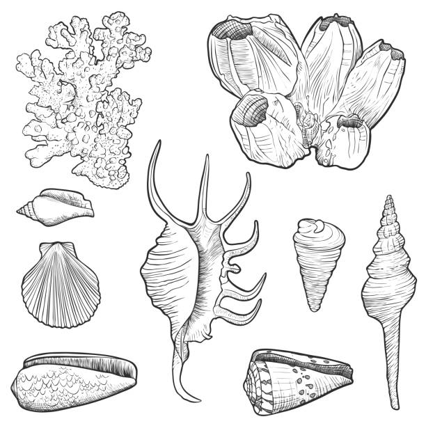 ręcznie rysowane muszle wektorowe - barnacle stock illustrations