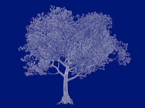 Inside Tree Blueprint 3d Rendering Of An Outlined Tree Blueprint Isolated On Blue Background ...