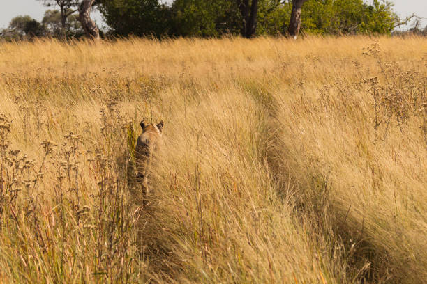 African lioness walking in tall grass, Botswana