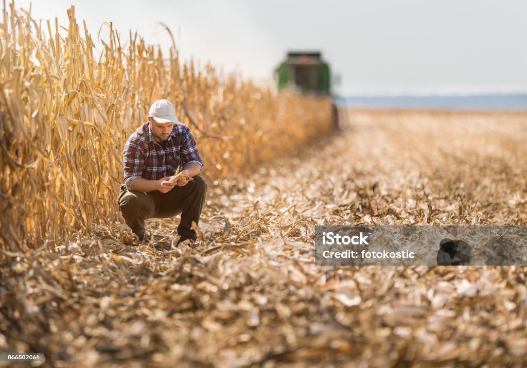 Joven agricultor en campos de maíz - Foto de stock de Agricultor libre de derechos