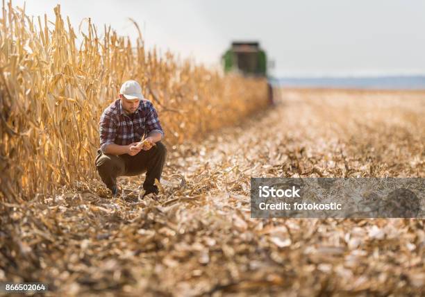 Joven Agricultor En Campos De Maíz Foto de stock y más banco de imágenes de Agricultor - Agricultor, Cultivo, Campo - Tierra cultivada