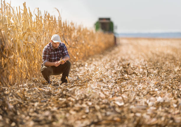 giovane agricoltore nei campi di mais - autumn corn corn crop field foto e immagini stock