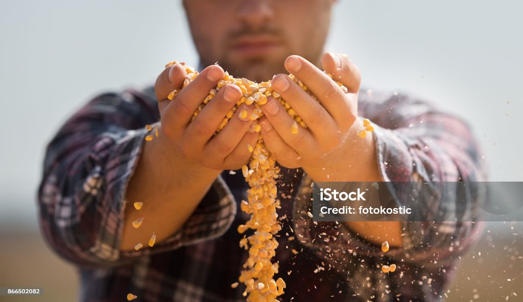 Farmer holding corn grains in his hands Corn Stock Photo