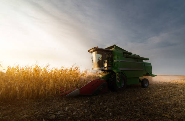 ernte von maisfeld mit mähdrescher im frühherbst - autumn corn corn crop field stock-fotos und bilder