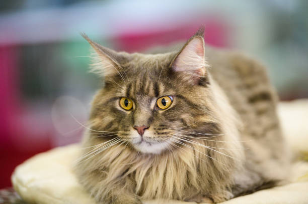 Maine Coon Cat on the bed Beautiful Maine Coon cat looking away short haired maine coon stock pictures, royalty-free photos & images