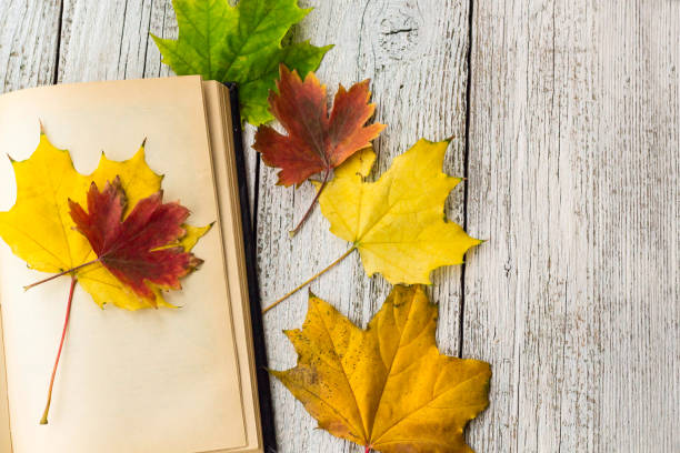 istock Open Book and colorful maple leaves on white wooden background 866504112