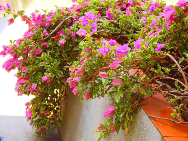 istock Pink Bougainvillea creeping on white wall corner, with river on the left 866509582