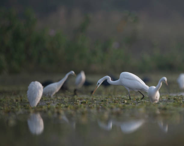 istock Egrets Hunting in Pond 866509994