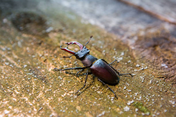 Stag beetle on a wooden background. Big horned beetle.