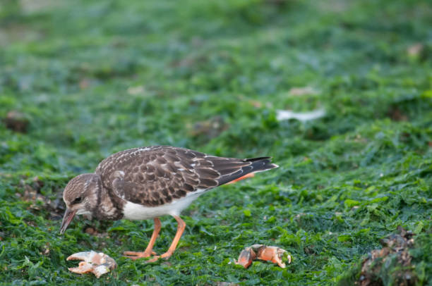 istock Redshank on the Beach in Westkapelle 866513970