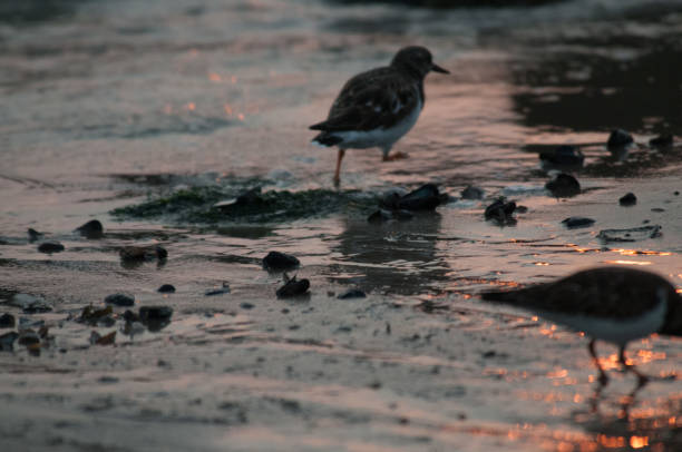 istock Redshank on the Beach in Westkapelle 866514150