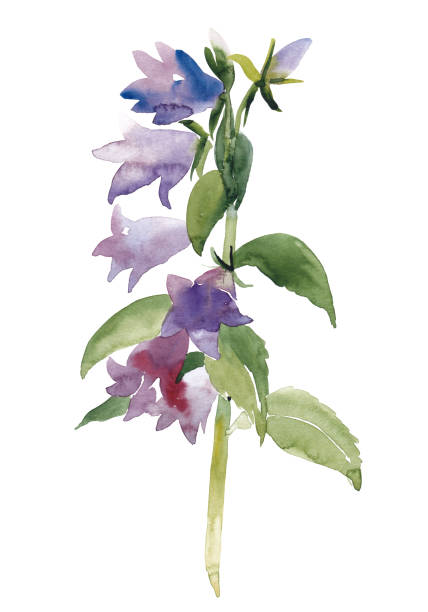 Watercolor sketch of garden bluebell, bell flower Hand painted sketch of garden bluebell, bell flower, watercolor illustration isolated on white background. Watercolor sketch illustration of blue bell flowers on white background campanula nobody green the natural world stock illustrations