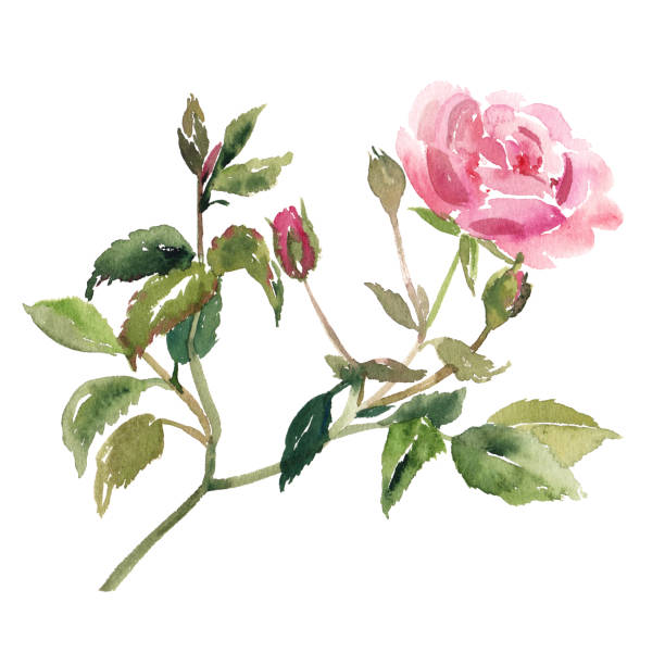 istock Watercolor sketch illustration of pink rose flower 866519054