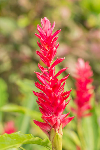 istock Close-up of red ginger flower 866521444