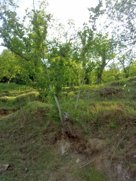 istock HAZELNUT PLANTS, CAMPANIA, SOUTHERN ITALY. 866522088