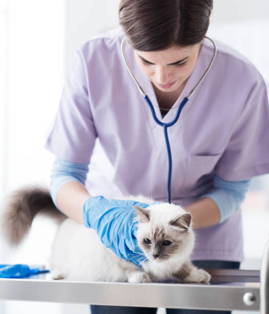 istock Veterinarian examining a pet 866522134