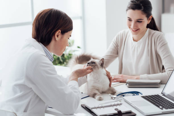 veterinário, visitando um animal de estimação - veterinary office - fotografias e filmes do acervo