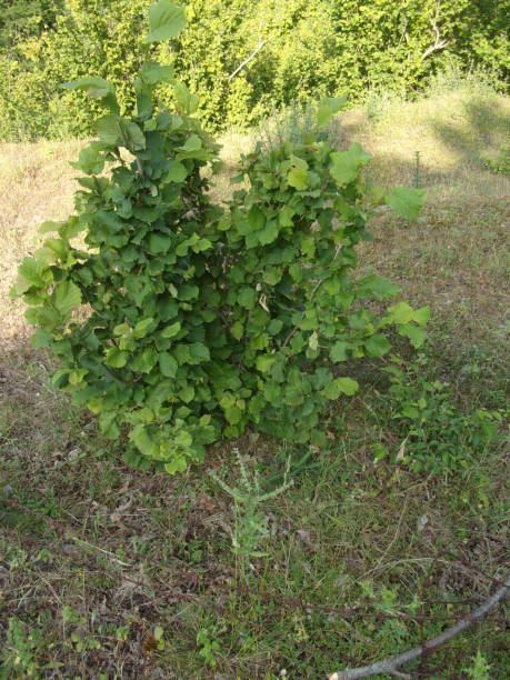 istock HAZELNUT PLANTS, CAMPANIA, SOUTHERN ITALY. 866523006