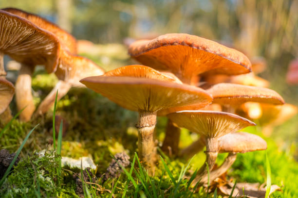 istock Mushrooms in the forest during a beautiful fall day 866523384