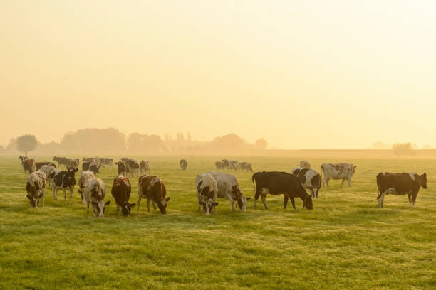 Cows in a meadow during a misty sunrise with dew on the grass  in the IJsseldelta region.