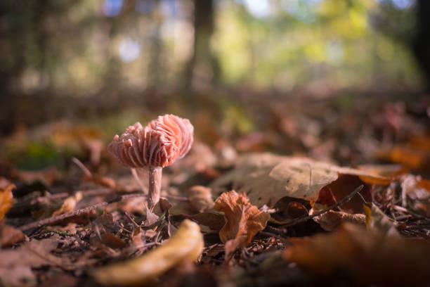 Mushrooms in the forest during a beautiful fall day in the national park Dwingelderveld in Drenthe, the Netherlands.