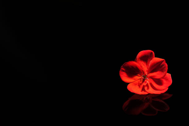 istock Red flower on the black piano 866526580