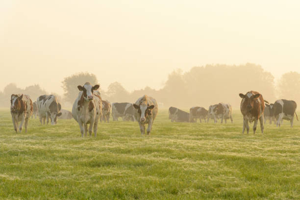 Cows in a meadow during a misty sunrise