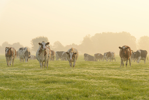 Cows in a meadow during a misty sunrise with dew on the grass  in the IJsseldelta region.