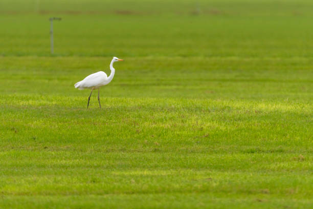 istock Great egret or Great White Heron feeding in a meadow 866527410