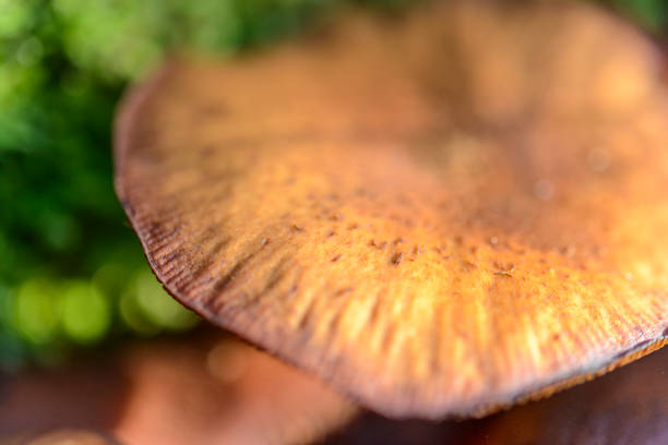 Mushrooms in the forest during a beautiful fall day in the national park Dwingelderveld in Drenthe, the Netherlands.