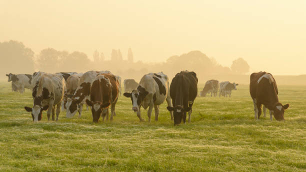 istock Cows in a meadow during a misty sunrise 866527632