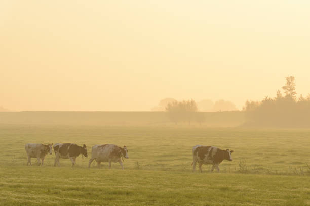 istock Cows in a meadow during a misty sunrise 866527716