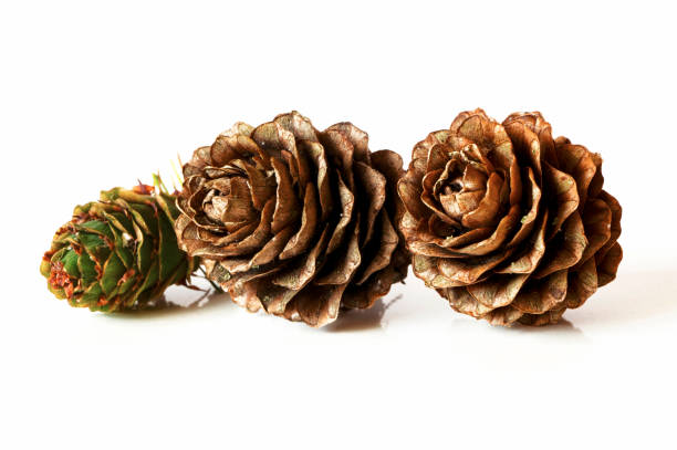 istock Christmas decoration - european larch tree (Larix) cones isolated on white background 866532992
