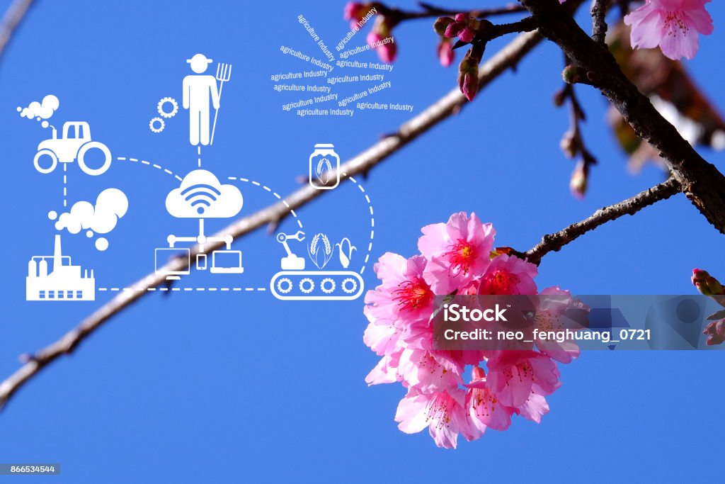 Agriculture Technology    Agritech system icons on Pink cherry blossom blue sky at angkhangstation chiang mai Thailand Agriculture Stock Photo